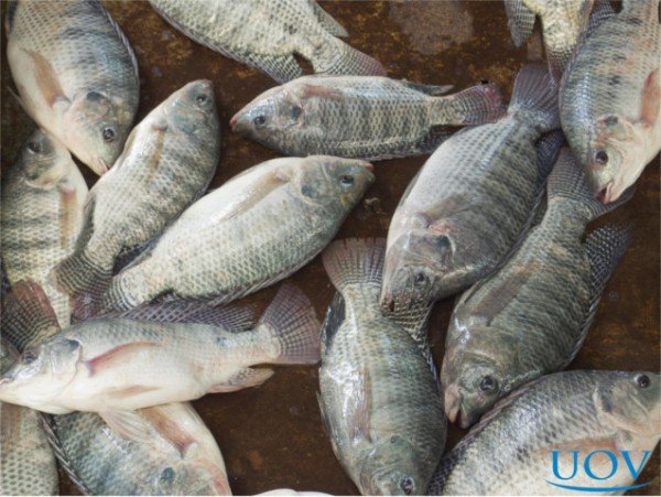 Tilápia/Cepea depois de subir por três meses seguidos, preço cai em novembro