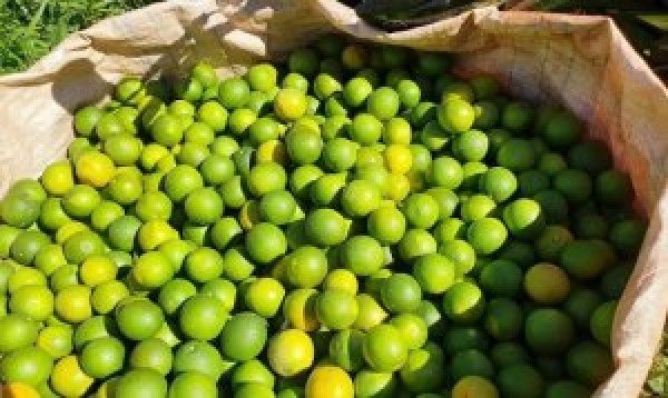 Citros/Cepea com demanda abaixo da oferta, laranja pera se desvaloriza 