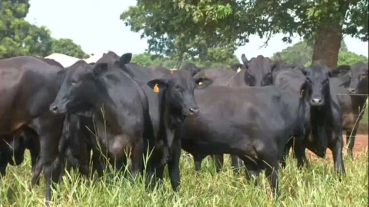Boi China sobe em São Paulo, segundo boletim da Scott Consultoria