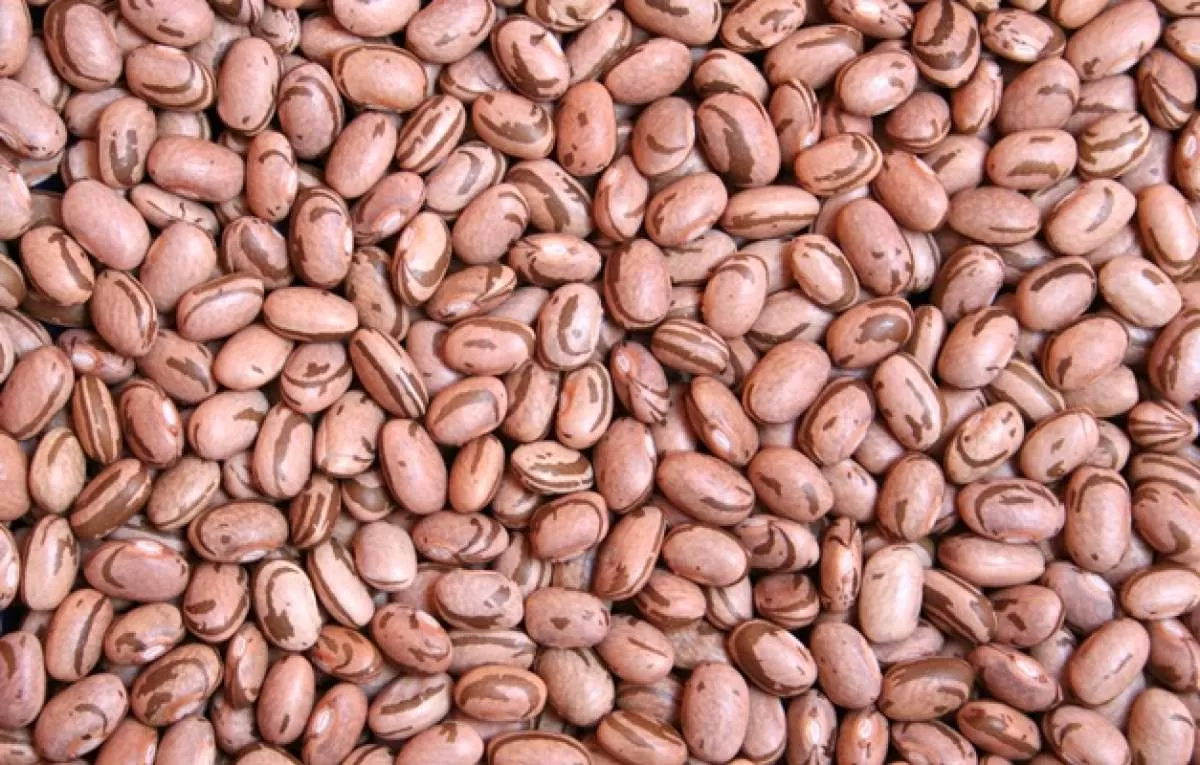 Feijão que não escurece na gôndola é nova variedade lançada pela Embrapa