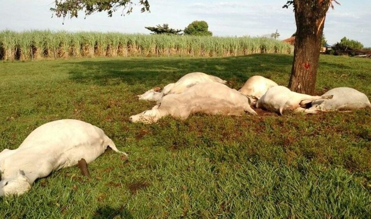 Mais de mil cabeças de gado morrem por causa do frio no pantanal do Mato Grosso do Sul
