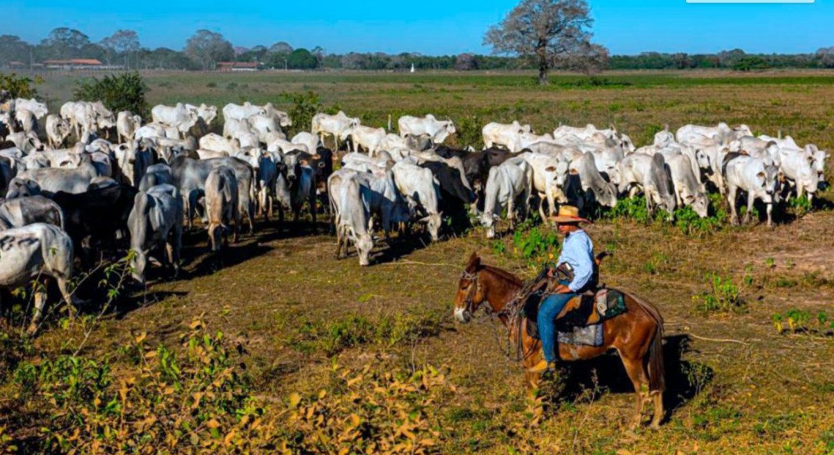 Seca no MT traz prejuízos para pecuaristas que não se prepararam durante o período na época das chuvas