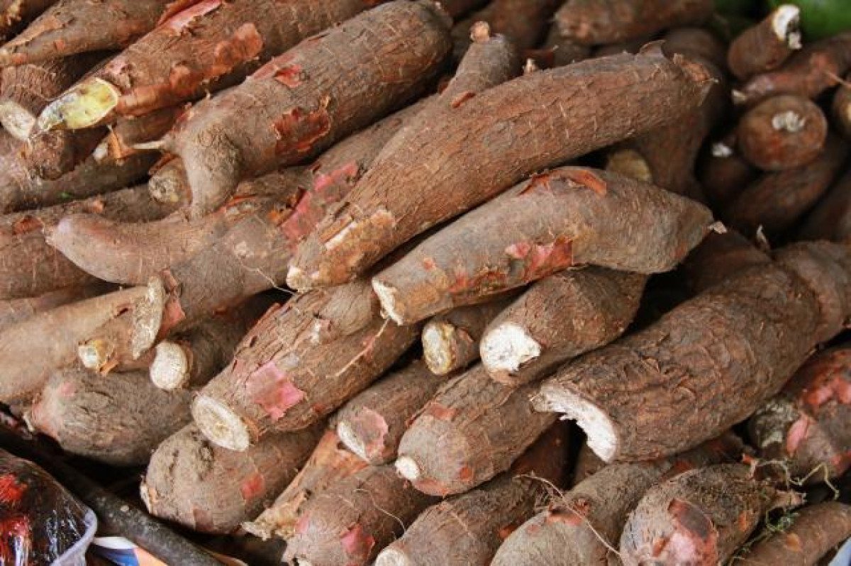 Parte da indústria limita moagem da mandioca