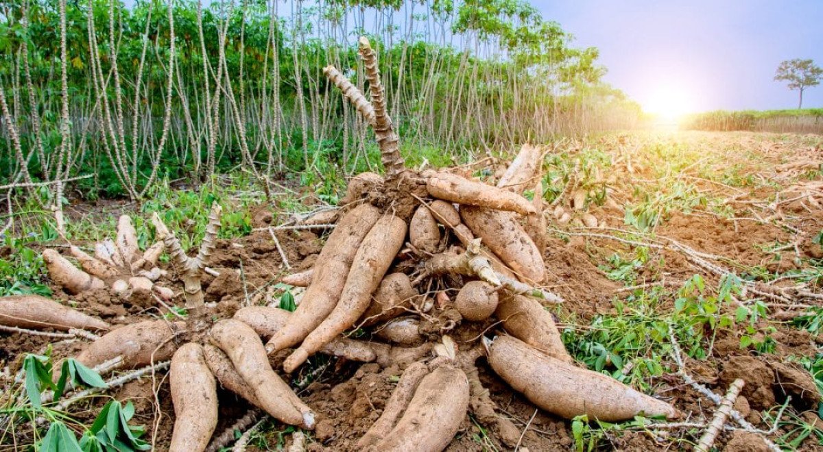 Oferta da mandioca está limitada mas demanda está fortalecida