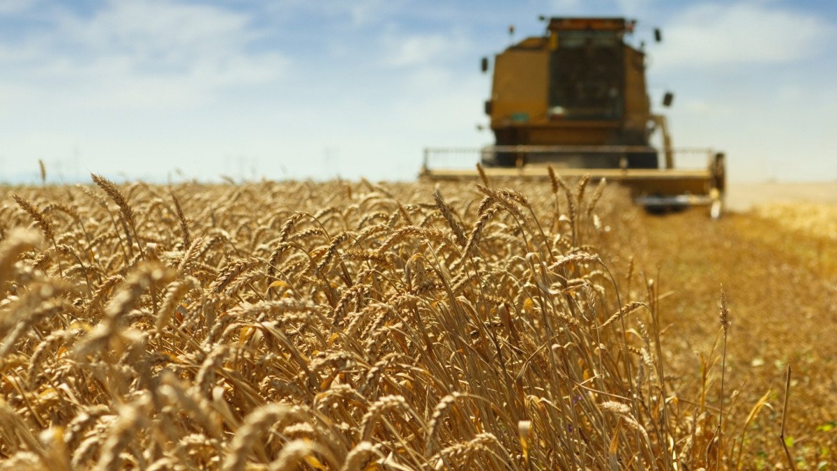 Trigo deve bater recordes de produtividade no Sul, afirma consultoria
