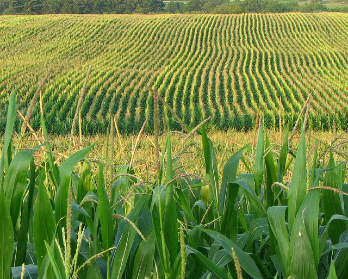Crop Tour avalia Estados condições das lavouras de milho americanas