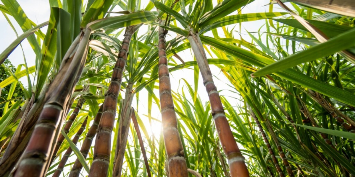 Com boa produtividade, cana-de-açúcar é estimada em 652,9 milhões de ton segundo Conab