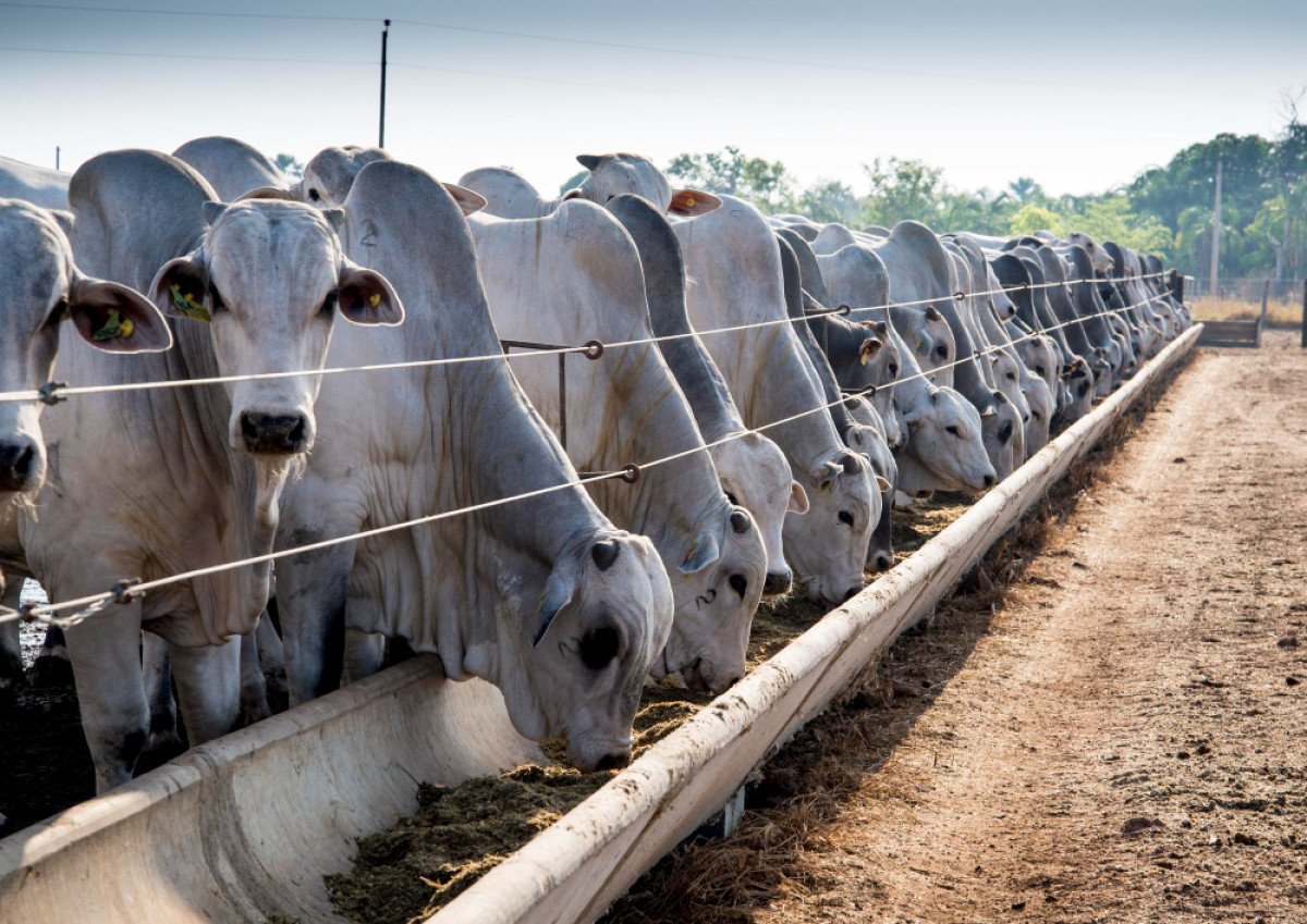Confinamento dos bovinos de corte exige importantes práticas de manejo para alta sustentabilidade