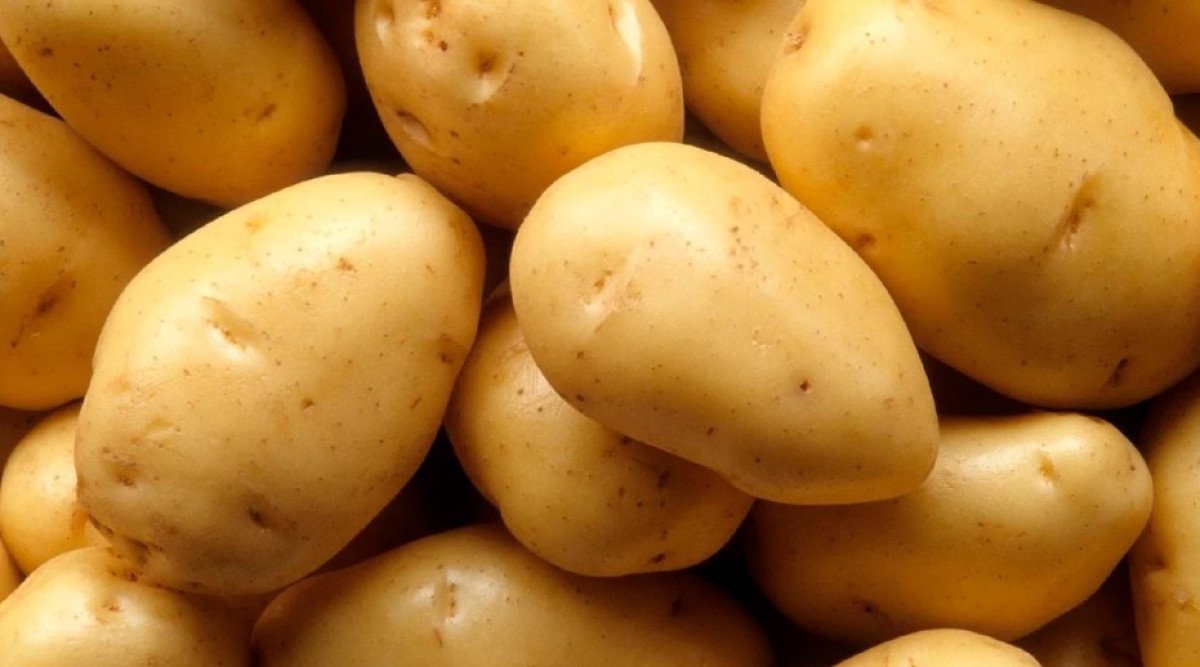 Batata se valoriza com restrição da oferta