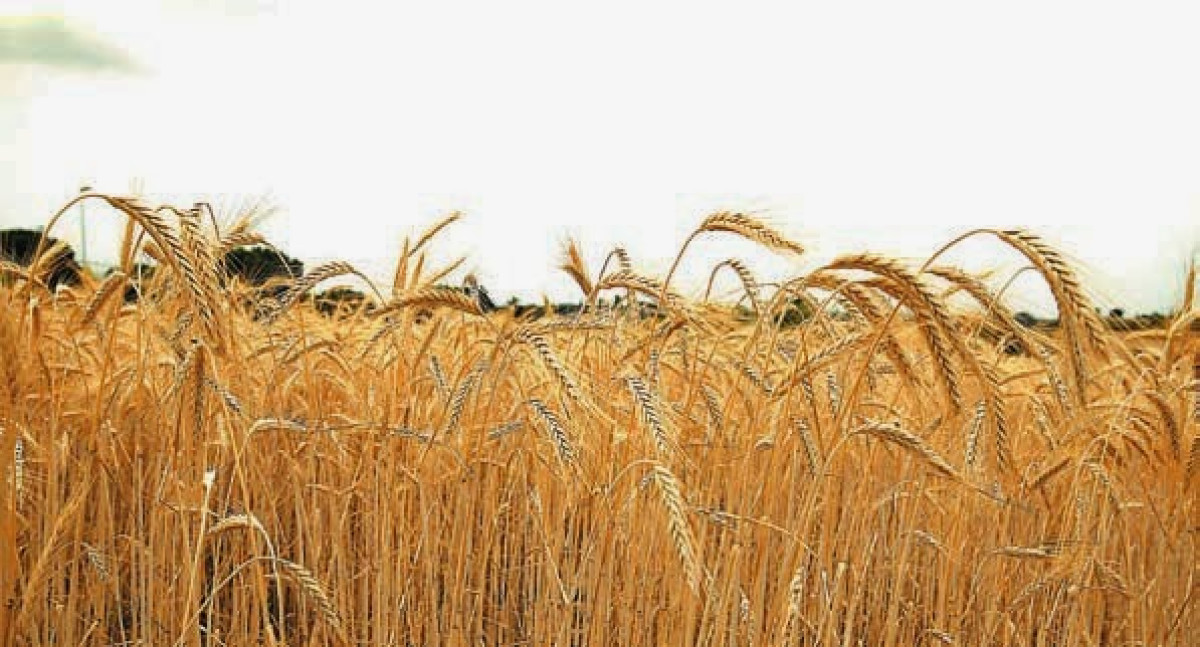 Dados do mercado de arroz e trigo são apresentados em reuniões da câmara setorial na Expointer