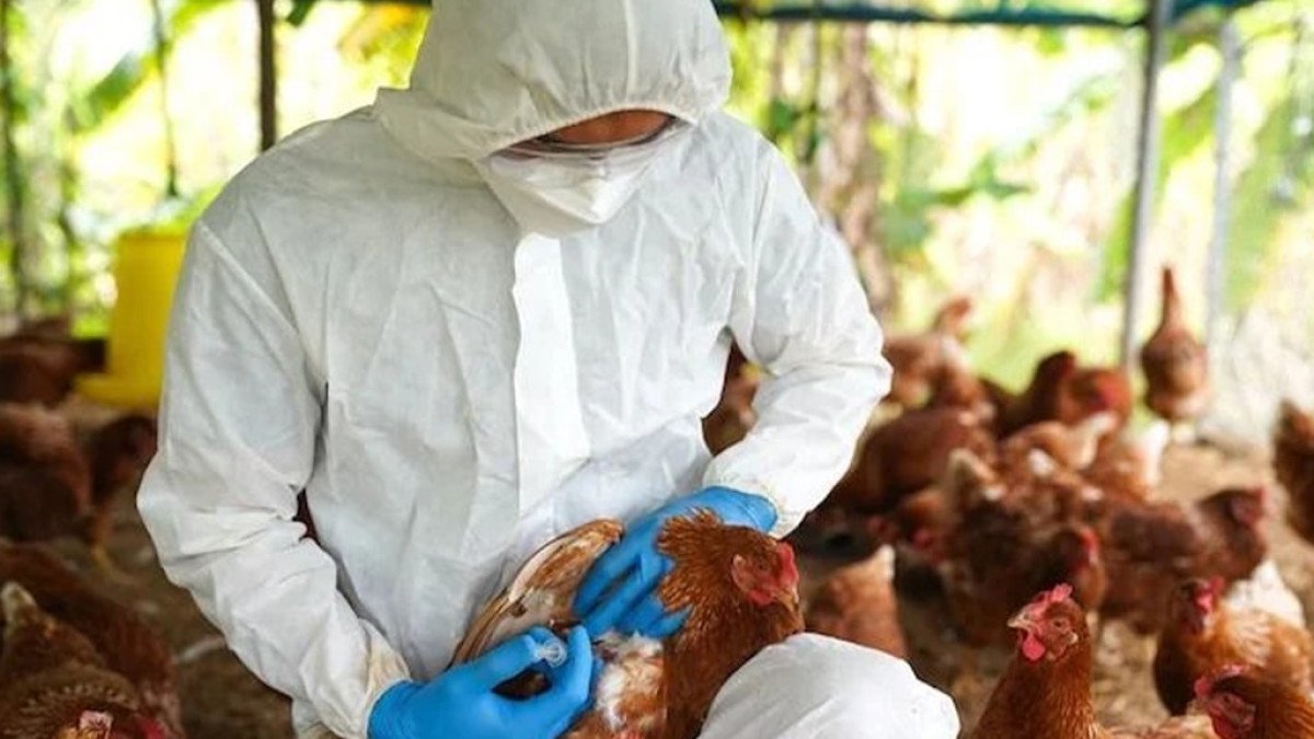 MAPA realiza oficina para enfrentamento de possível emergência de gripe aviária