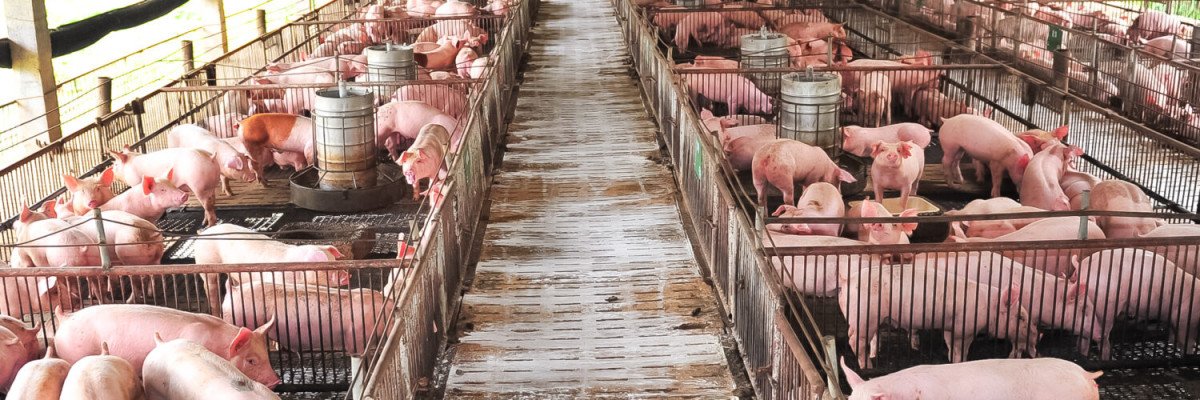 FAEP discute implantação de biosseguridade em granjas de suínos
