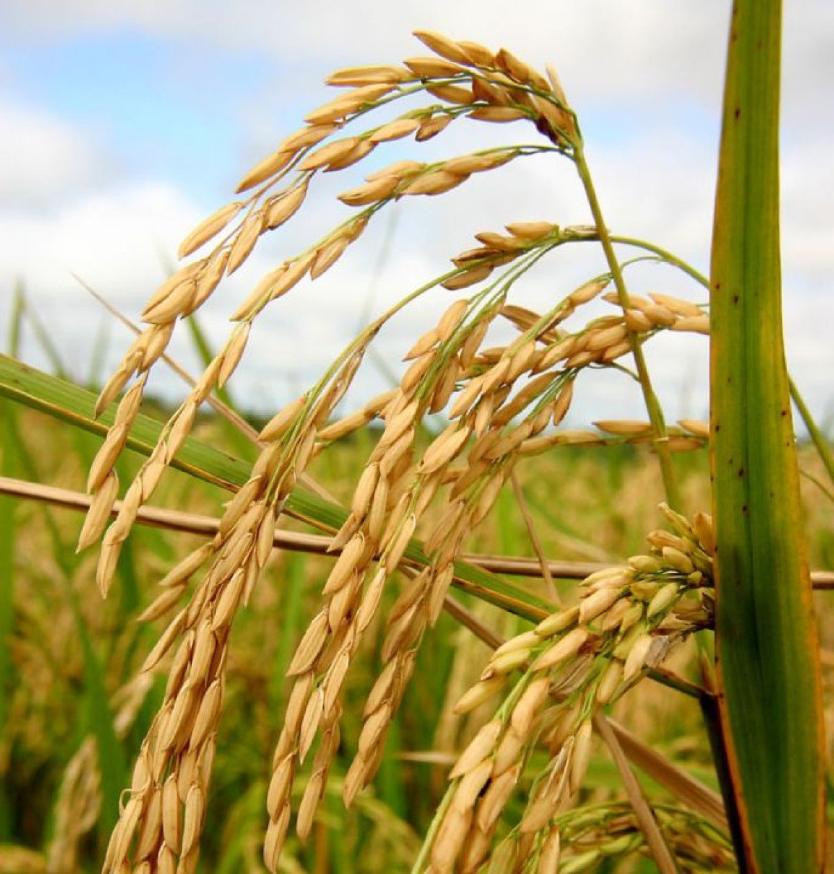 Menor oferta interna e bom fluxo de exportação elevam cotações do arroz