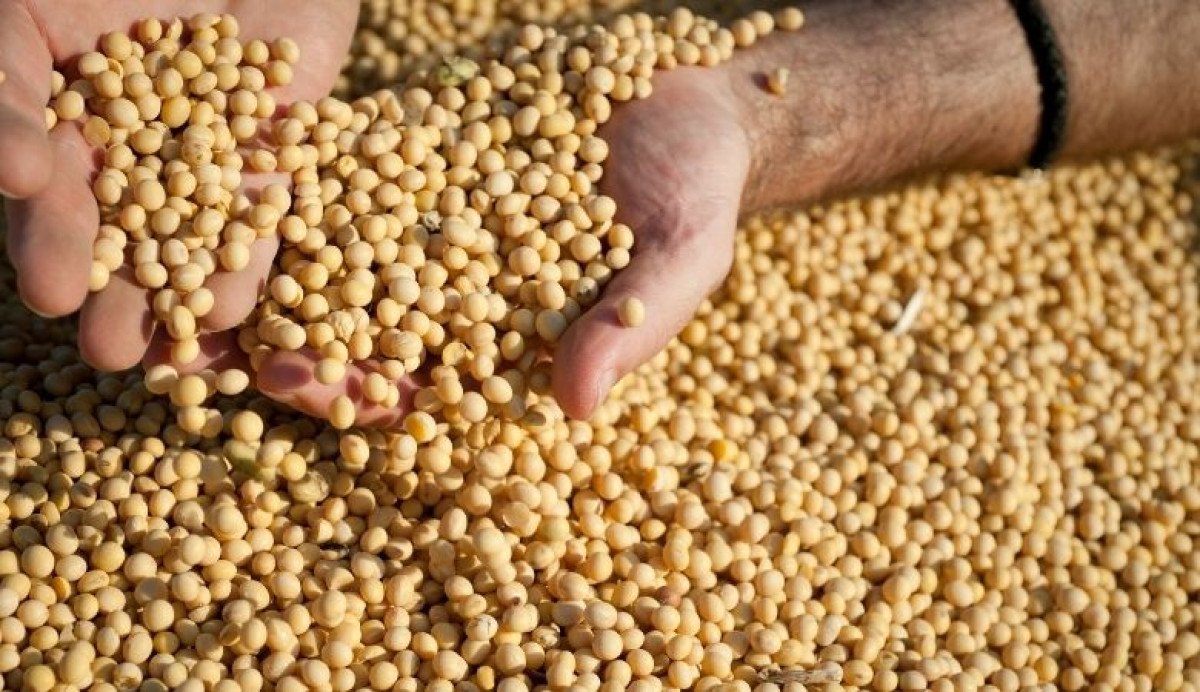 Preços da soja seguem firme seu melhor momento em meses no mercado interno