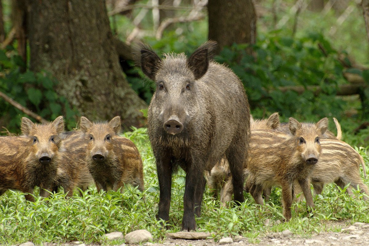 Proibição do abate de javalis preocupa Frente Parlamentar da Agropecuária
