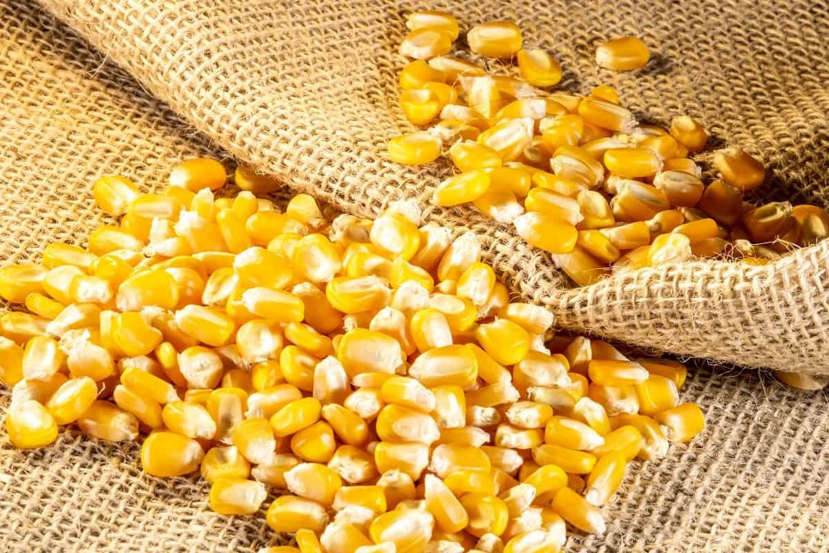 Com estoques elevados e corte na produção mundial, Milho é negociado em baixa na CBOT