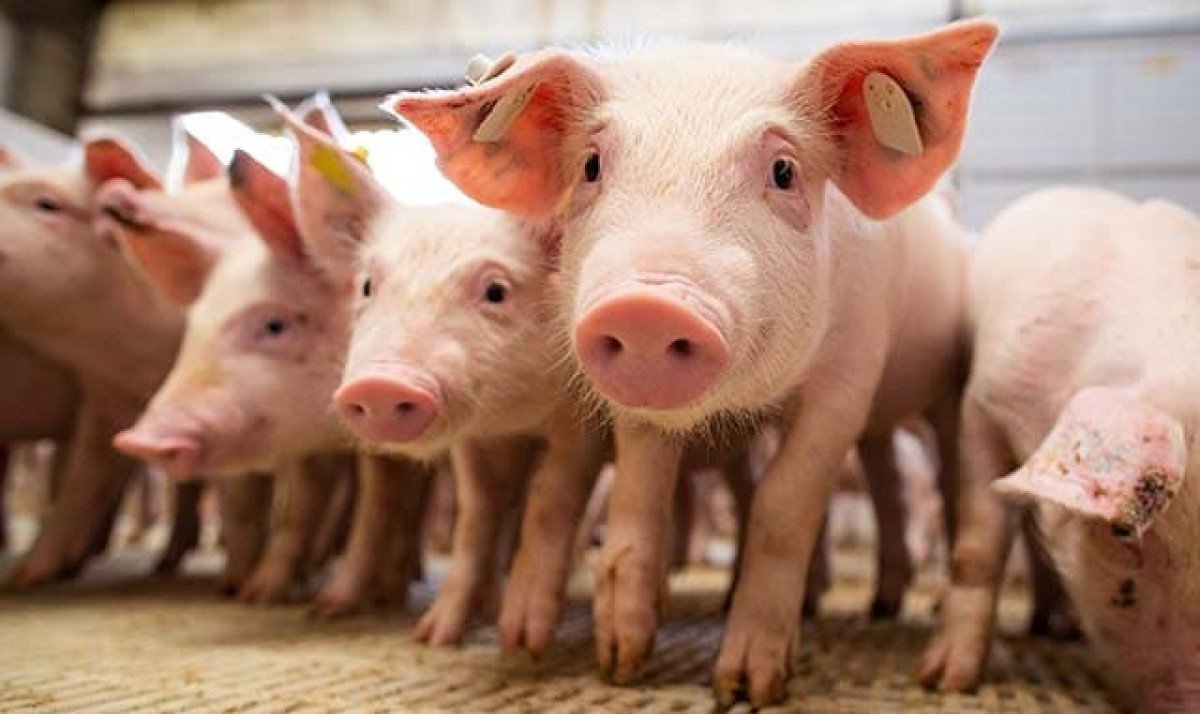 Após duas semanas em alta, preço dos suínos vivos e da carne valtam a cair