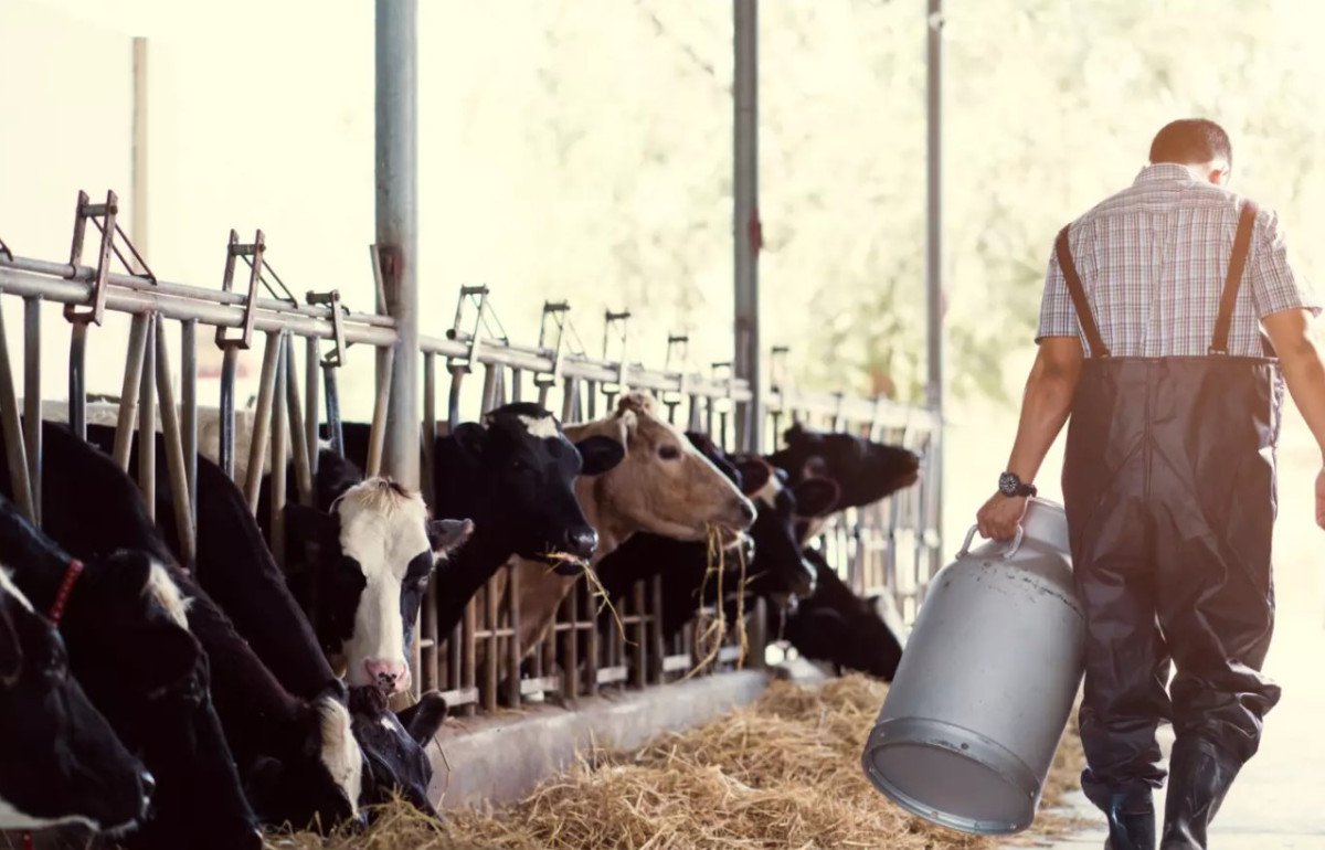 MAPA se mobiliza para minimizar efeito das importações sobre produtores de leite