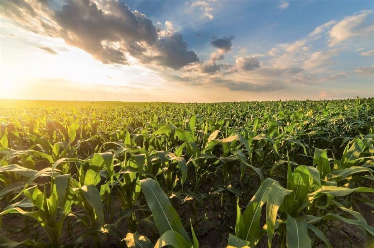 Conab divulga Boletim de Monitoramento com análise dos cultivos de segunda e terceira safras