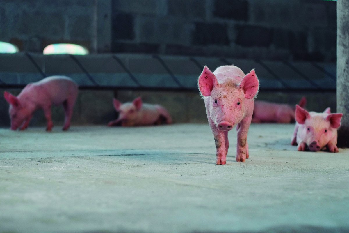 Suinocultura paranaense mostra sinais de rearranjo em levantamento