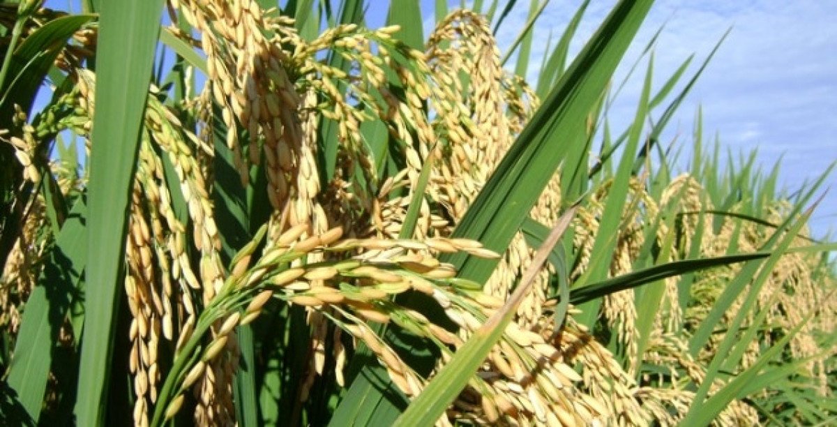 Preços do arroz continuam em forte alta