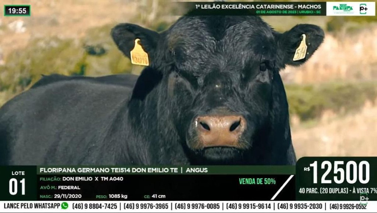 Primeiros leilões da temporada de Angus mostram um mercado confiante