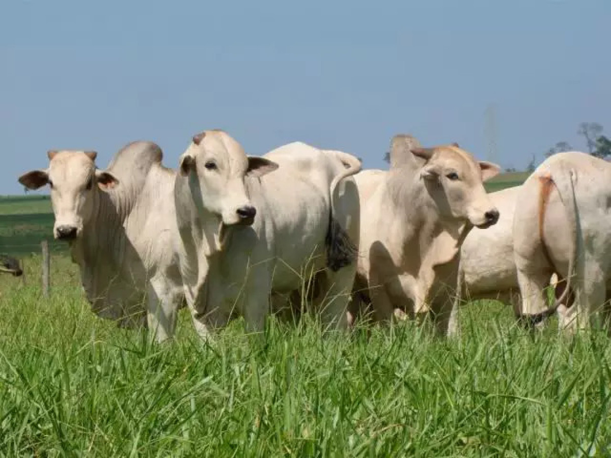 Grupo Pecuária Brasil tenta mobilizar pecuaristas para não comercializarem boi abaixo de R$ 200 a arroba