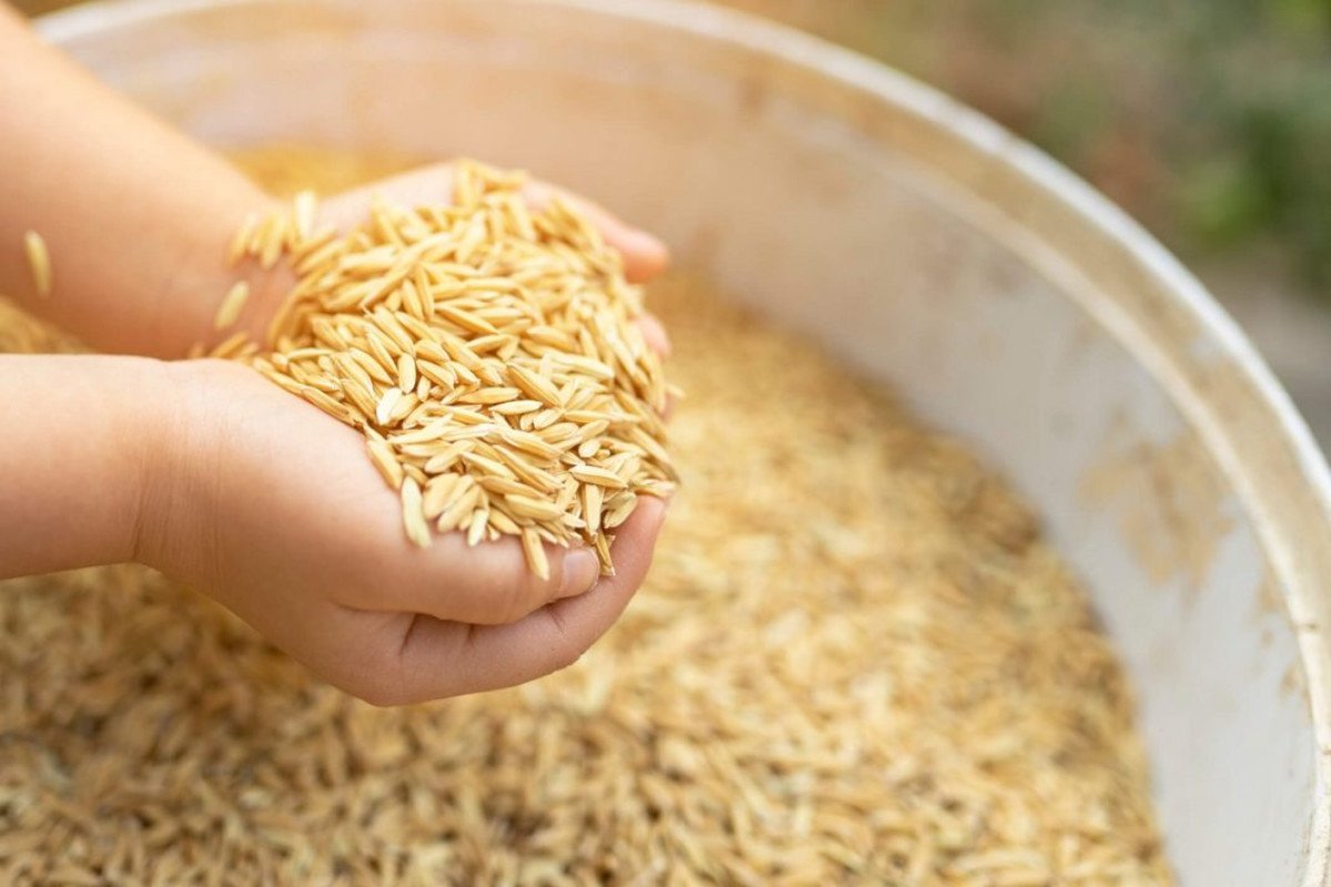 Após avanço de 12% em agosto, indicador do arroz segue firme