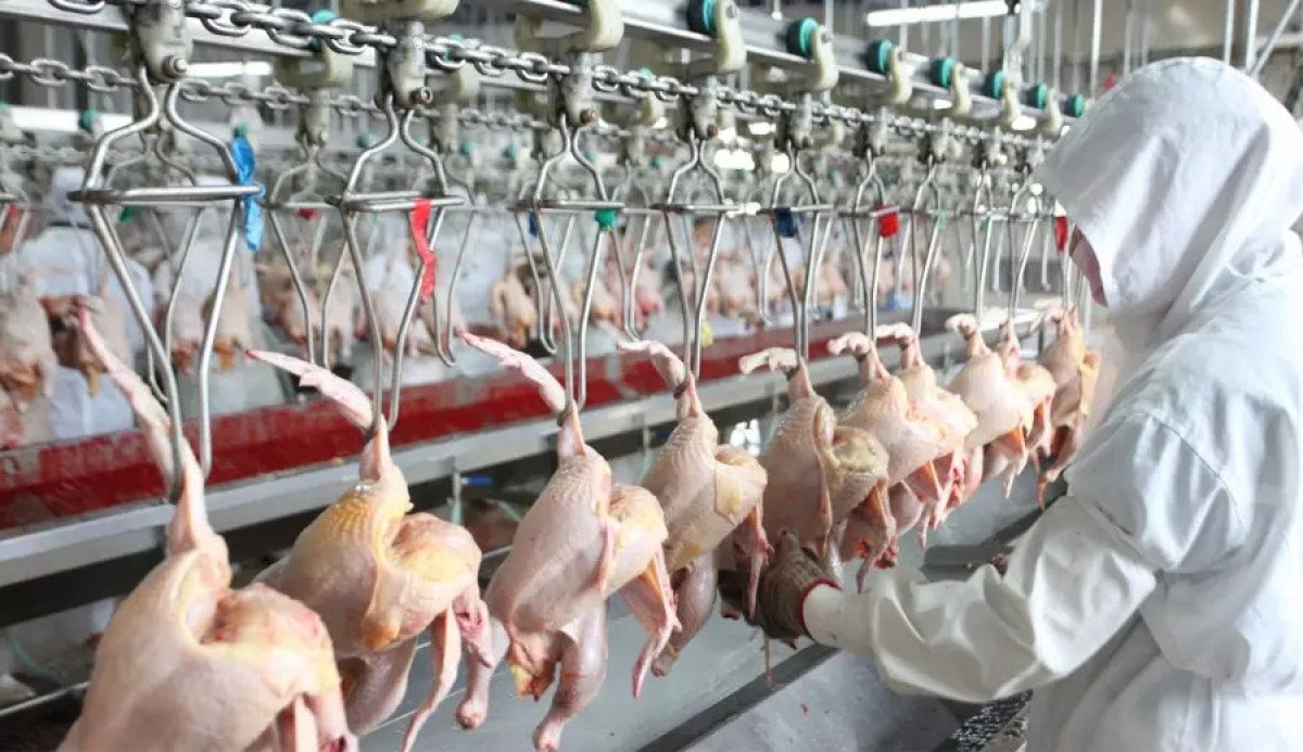 Produção de carne de frango pode chegar a 16 milhões de toneladas em 2024 e atingir novo recorde