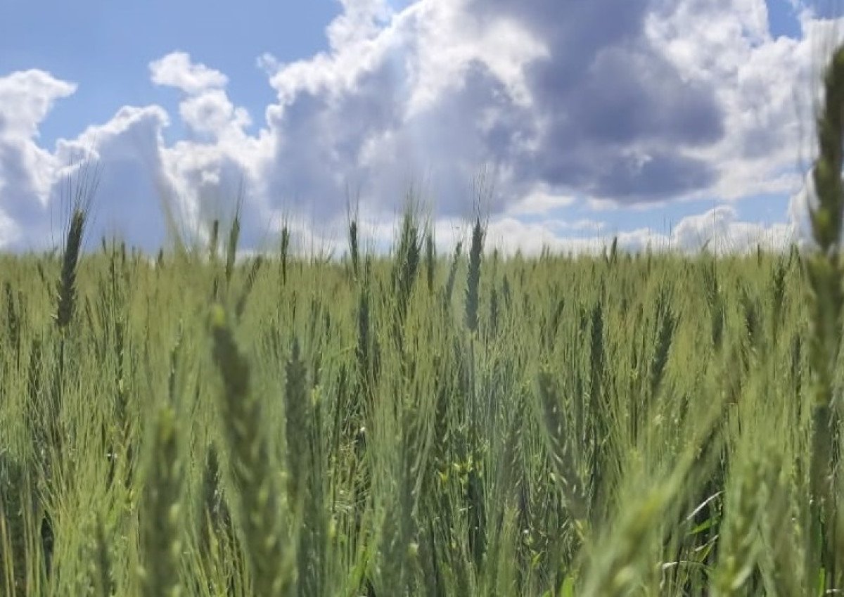 Clima impacta trigo no Rio Grande do Sul e Paraná
