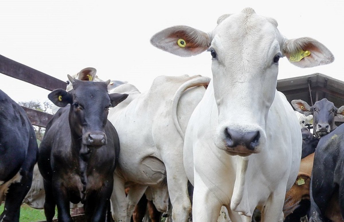 CNA e setor produtivo debatem rastreabilidade individual de bovinos e bubalinos
