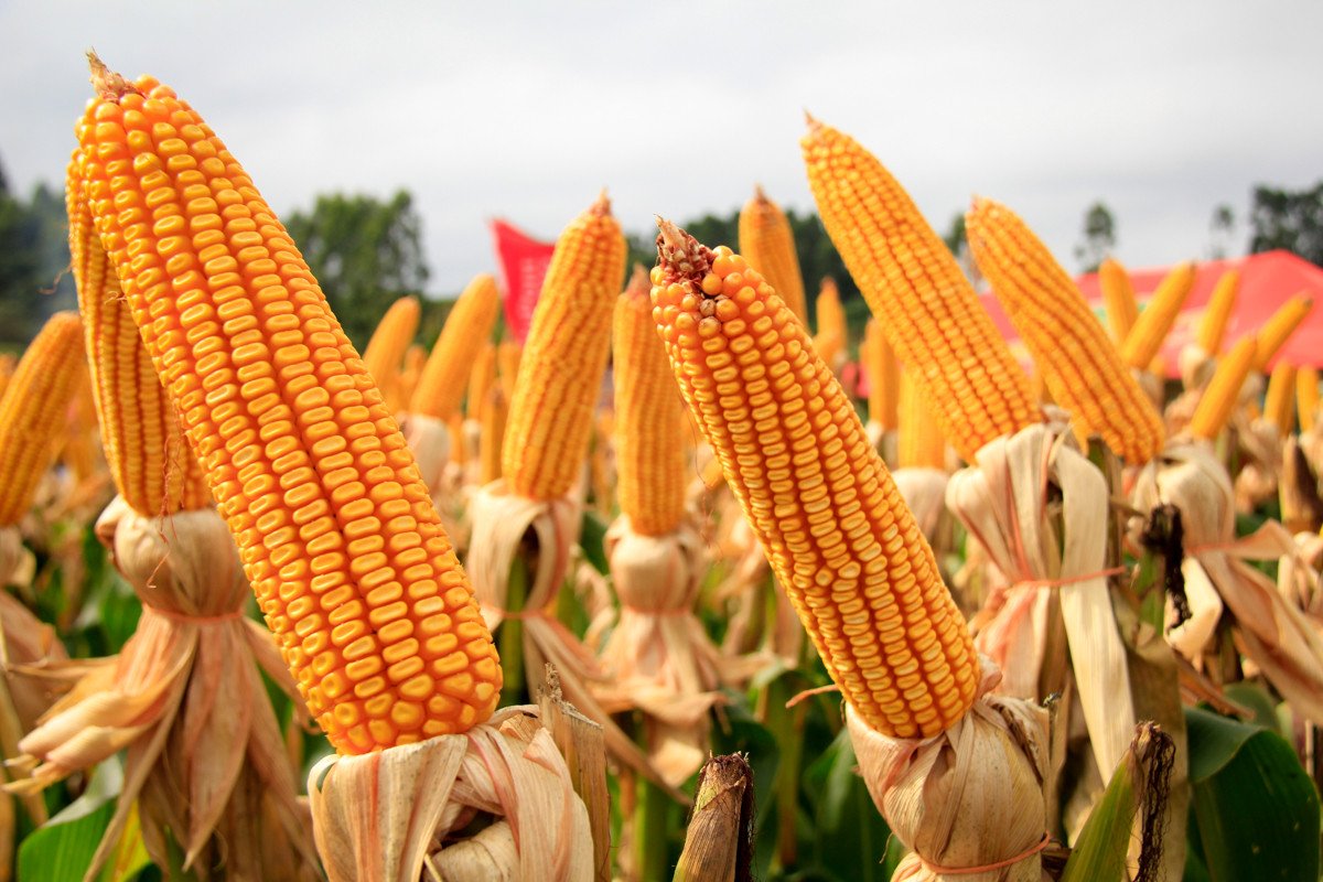 Atividades de campo seguem avançando e preços do milho divergem entre as regiões