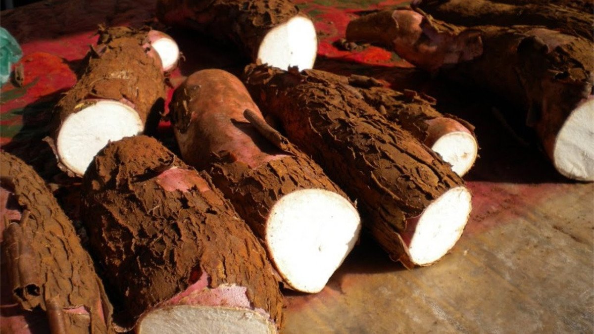 Oferta da mandioca está alinhada à demanda industrial