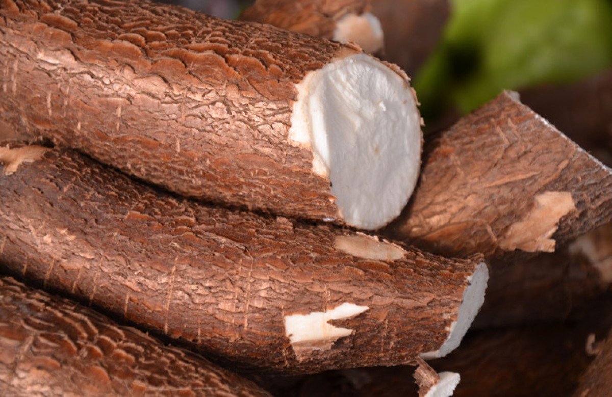 Média nominal da mandioca recua 48% na parcial do ano