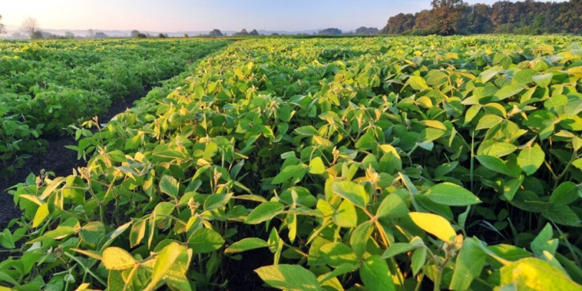 Após pedido da FAEP, Mapa adota regionalização da semeadura da soja no Paraná