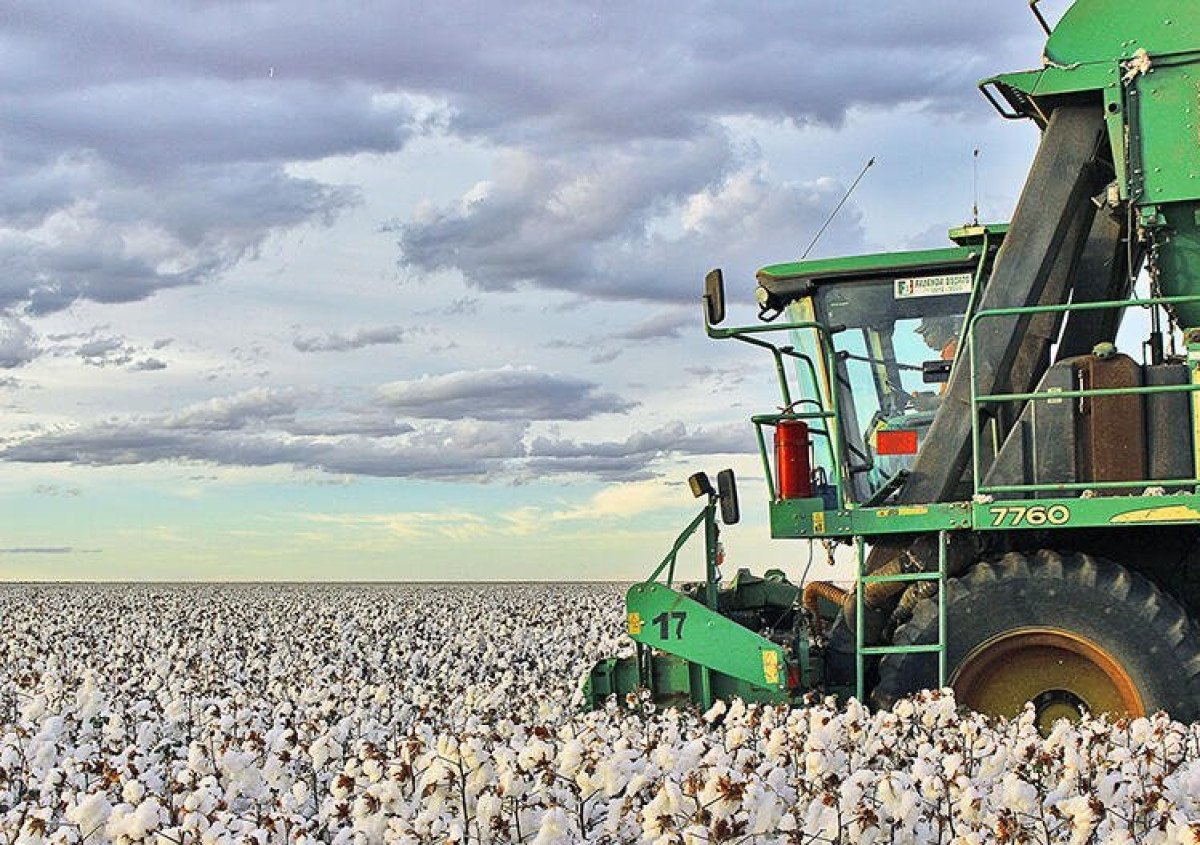 Tempo seco favoreceu o amadurecimento do algodão na reta final em MT
