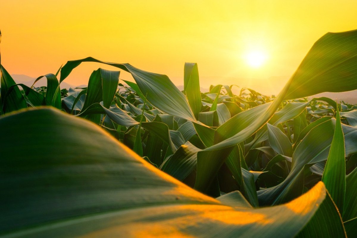 Onda de calor pode provocar estresse térmico nas plantas
