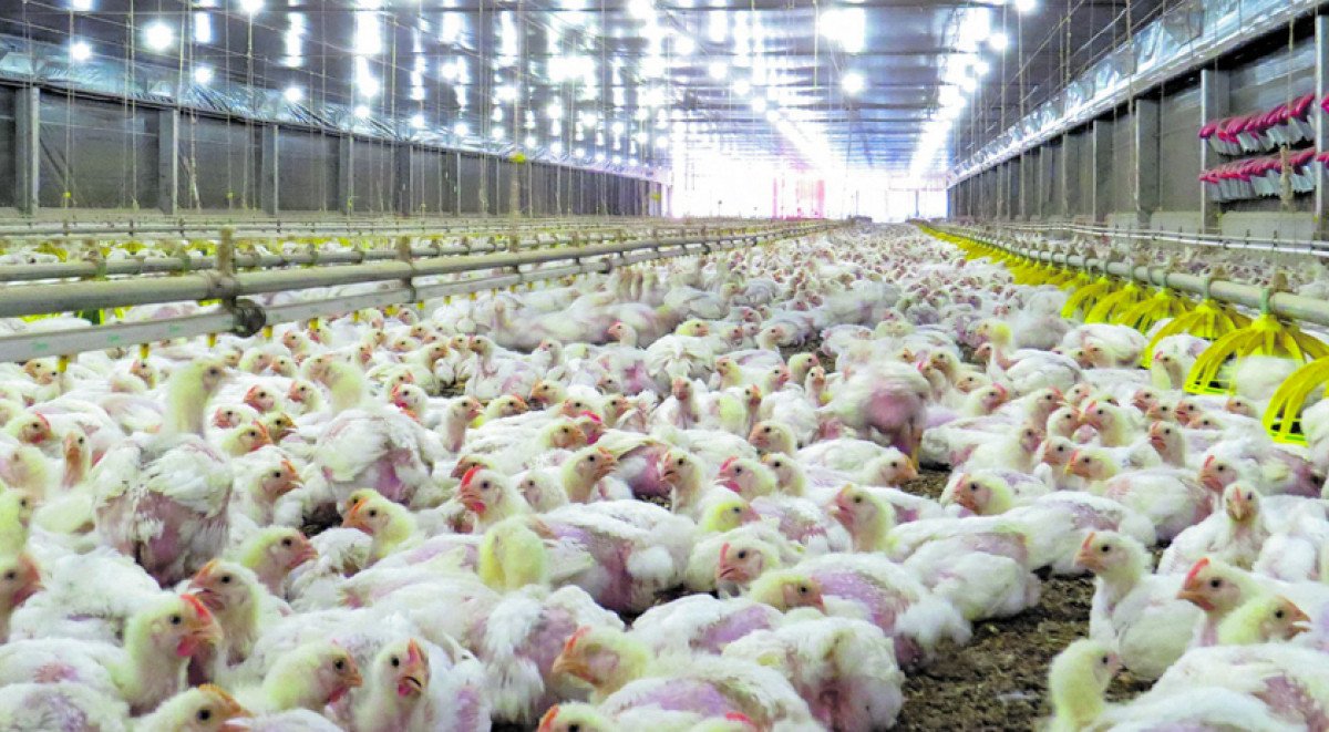 Japão suspende temporariamente a importação de carne de aves do Mato Grosso do Sul