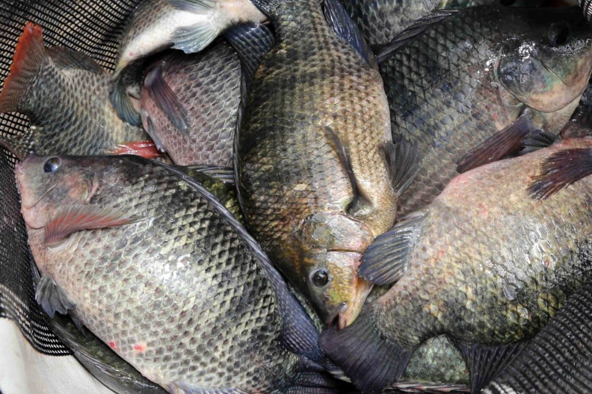 Preços da tilápia param de cair com melhora da demanda