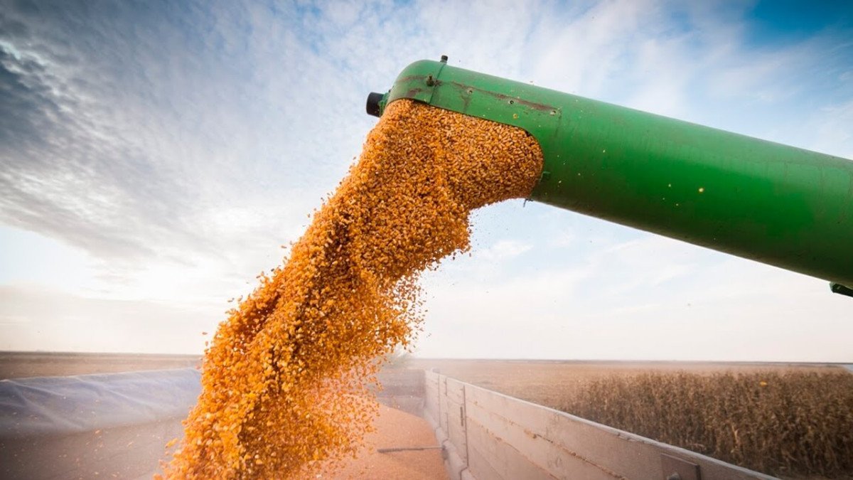 Cotações do milho operam em baixa, afetadas pelo mercado internacional do trigo