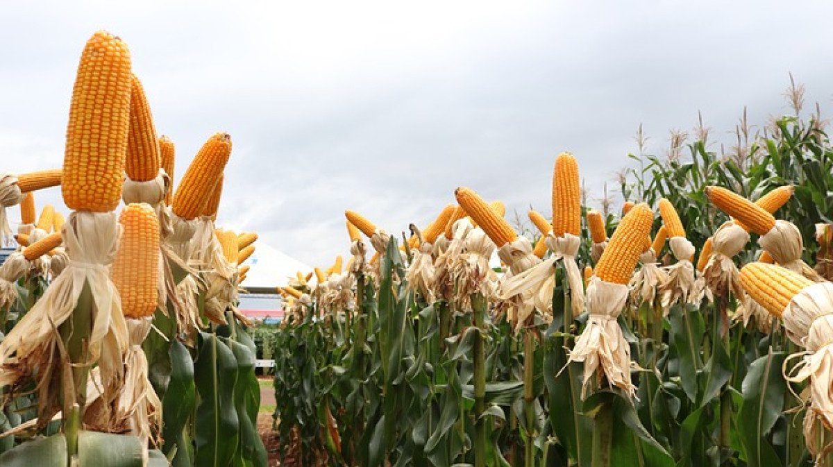 Deral projeta 1a safra 2023/24 de milho no Paraná em 3,134 milhões de toneladas
