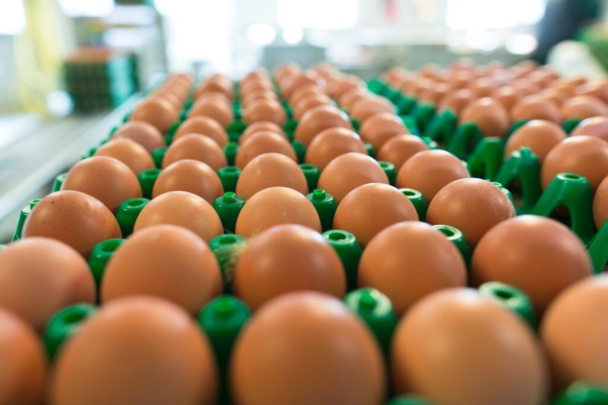 Com ajuste nos estoques, cotações dos ovos se estabilizam