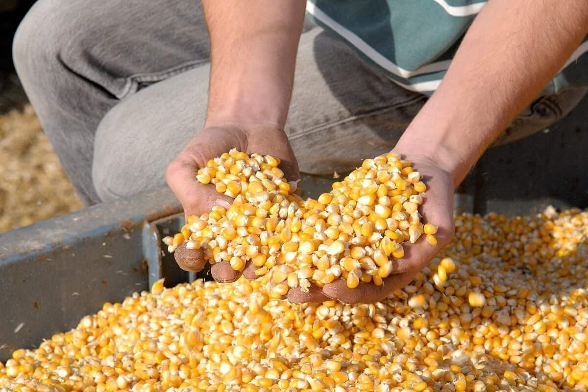 Milho opera em queda na bolsa de Chicago, ainda repercutindo números do relatório da USDA