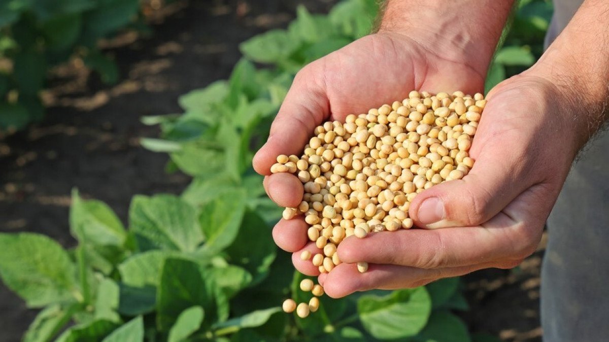 Queda de qualidade nas lavouras do meio oeste americano dão fôlego às cotações da soja