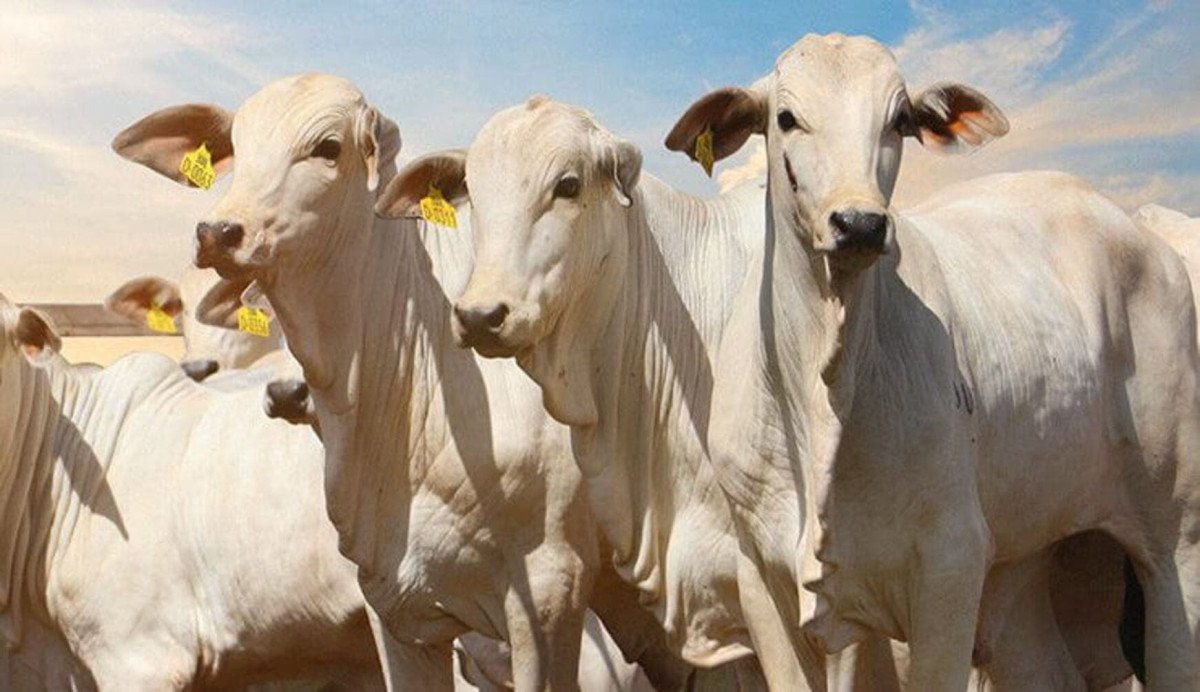 China segue como maior destino da carne bovina mas preço pago continua em queda