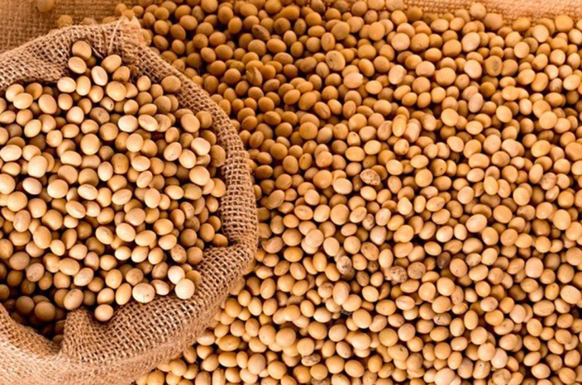Soja sofre perdas superiores a 20 cents devido aos números negativos do relatório USDA