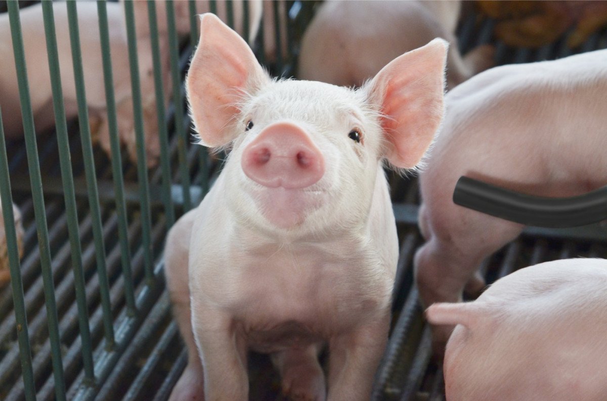 Suíno vivo e carne têm forte valorização neste início de setembro 