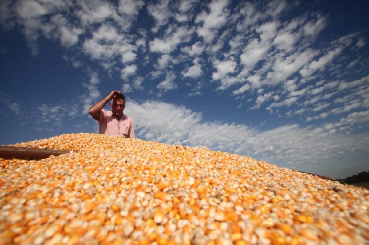 Governo reajusta preços mínimos das culturas de verão e produtos regionais