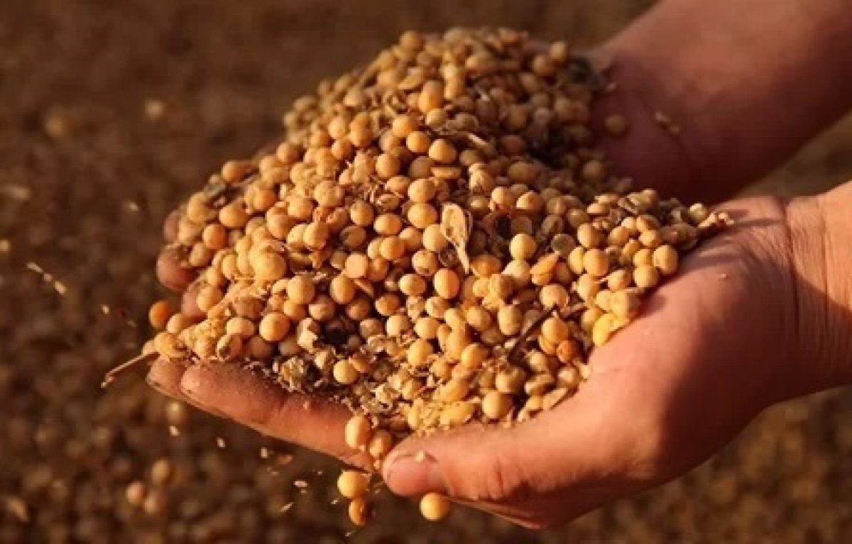 Após perder 5% nos últimos 10 dias, futuros da soja vive pior momento desde junho