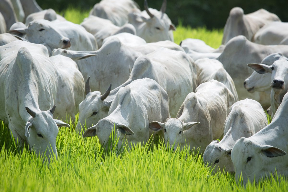 Defesa agropecuária contribui para crescimento de abates de bovinos e aves em Goiás